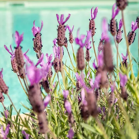 Ferienhaus Mas Damour