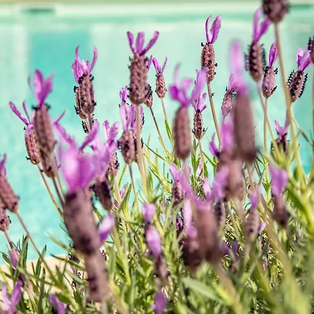 Mas Hébergement de vacances Montcabrier (Lot)