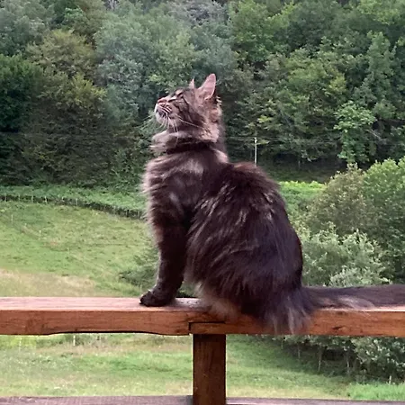 Mas Damour Tatil Evi Montcabrier (Lot)